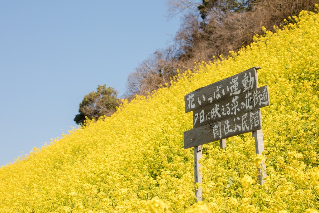 閏住の菜の花畑｜愛媛のスポット・体験｜愛媛県の公式観光サイト【いよ