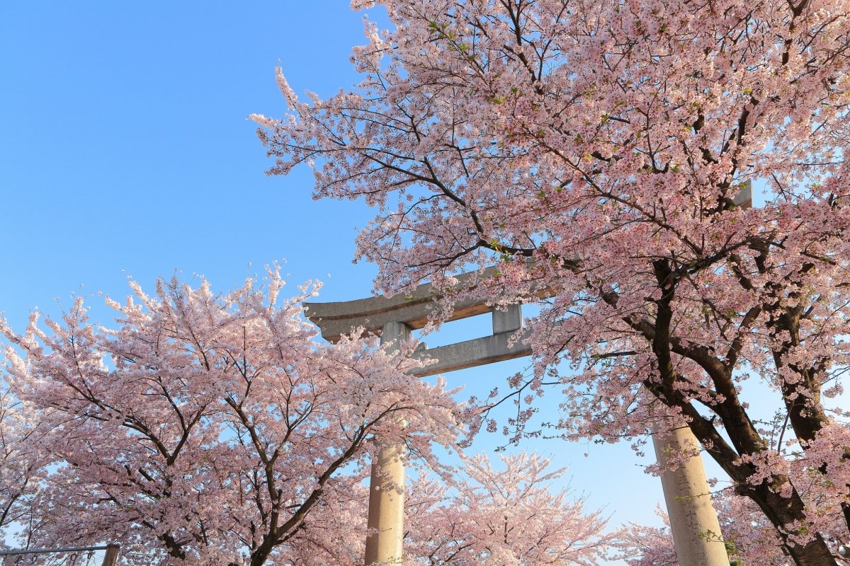 まだまだあるお花見スポット｜愛媛県の桜スポットへ｜愛媛 旅の特集｜愛媛県の公式観光サイト【いよ観ネット】 - www.pranhosp.com