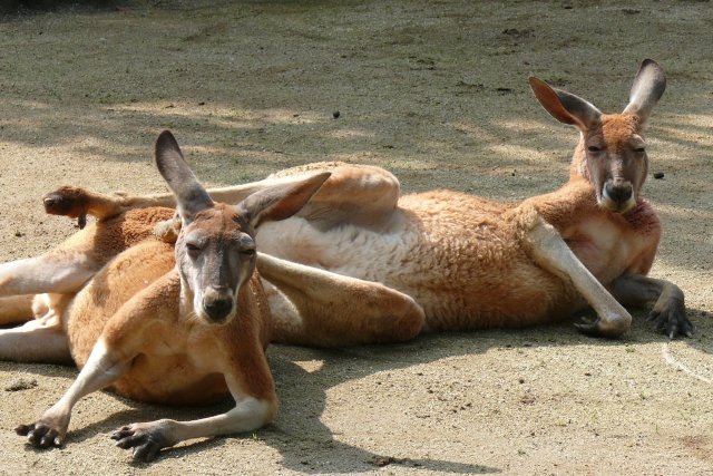 とべ動物園（昼食）