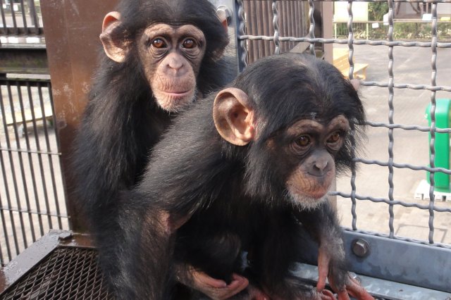 とべ動物園（昼食）