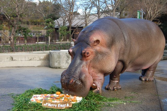 とべ動物園（昼食）