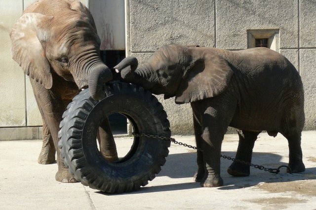 とべ動物園（昼食）