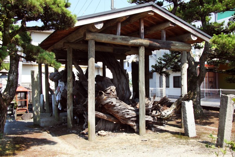 弘法大師手植えの伝説をもつ誓松。力強い根元を触るとご利益があるかも。