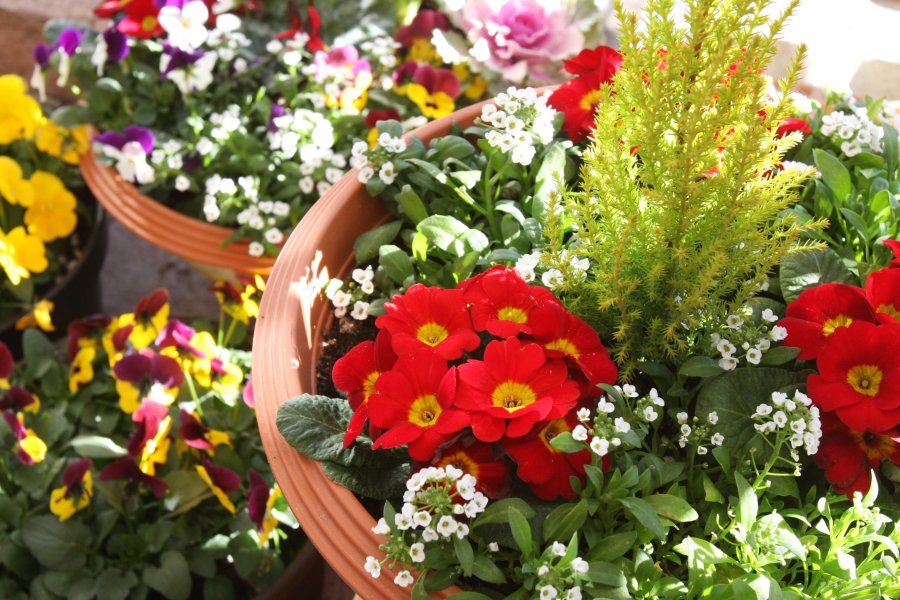 季節の花の寄せ植えや花苗などもリーズナブルな価格で提供されている。