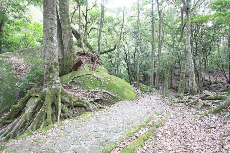 水源の森百選にも指定されている大渓谷では、各所で神秘的な光景に出合える。