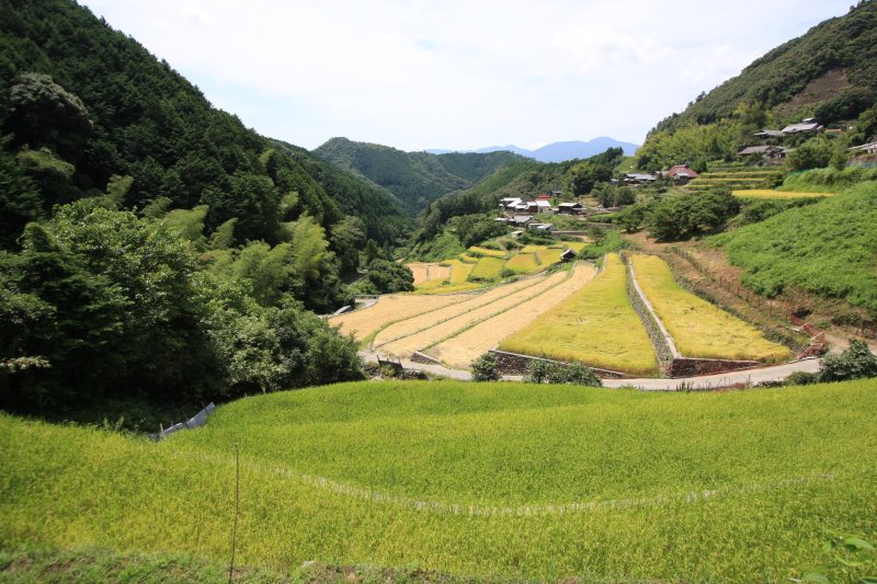 緑のコントラストが映える奥内地区の棚田。四季折々の風景を楽しむことができる。