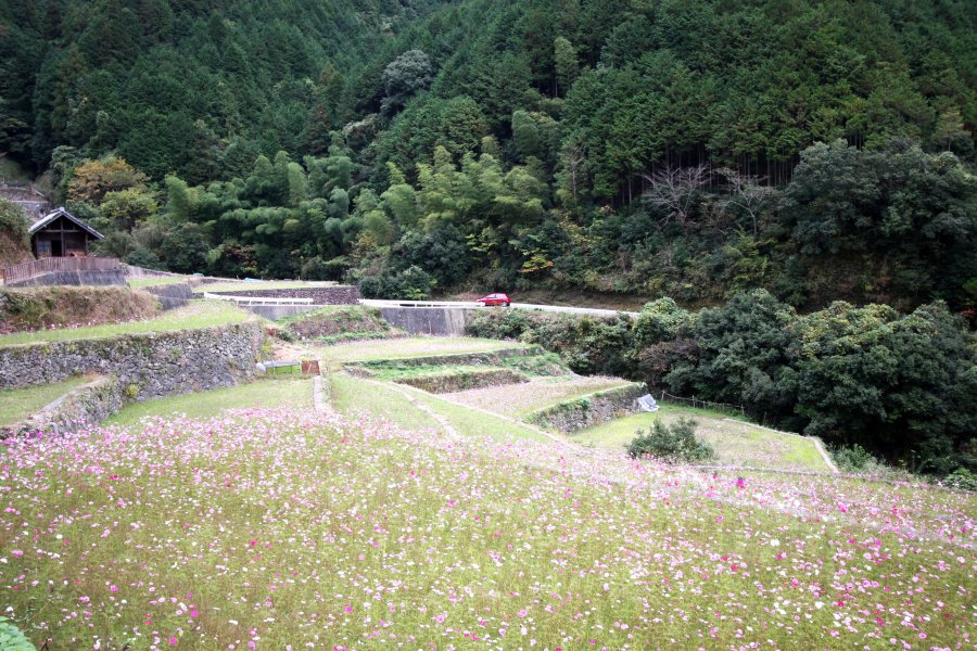 秋になると、色とりどりのコスモスが棚田一面に咲き誇る光景が見られる。