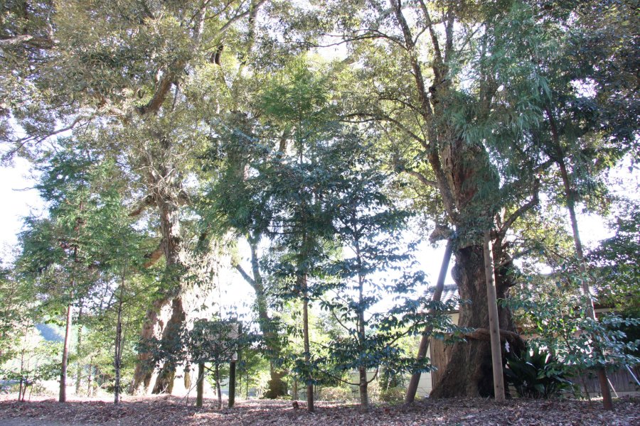 蔵王神社の境内に鎮座する2本のイチイガシの木は、その並び立つ姿から「夫婦木」とも呼ばれている。愛媛県指定天然記念物。