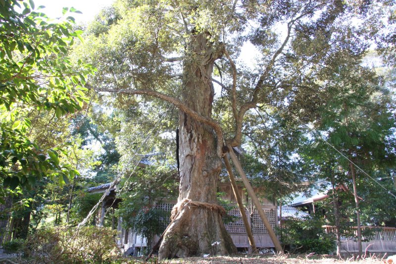 幹回りに注連縄が渡されたイチイガシの木は、古くから蔵王神社の神木として人々の信仰を集めてきた。