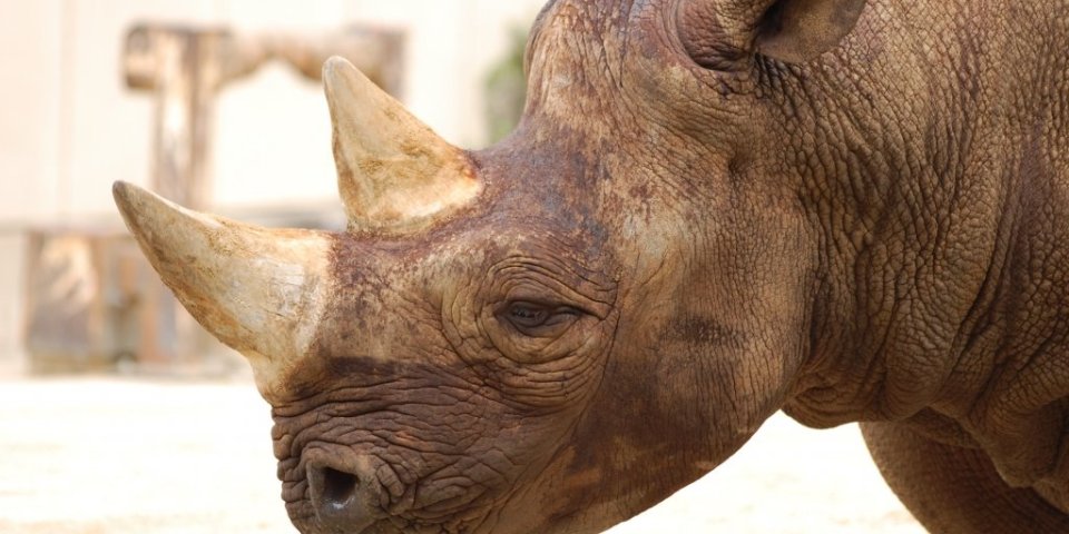 ファミリーで楽しむ松山市内＆とべ動物園