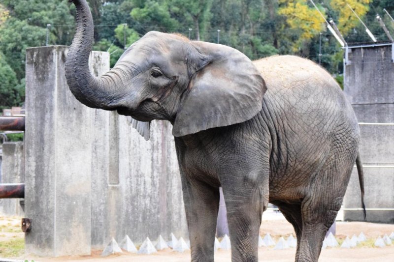 愛媛県立とべ動物園 アフリカゾウ 媛 お誕生会 愛媛のイベントを探す 愛媛県の公式観光サイト いよ観ネット