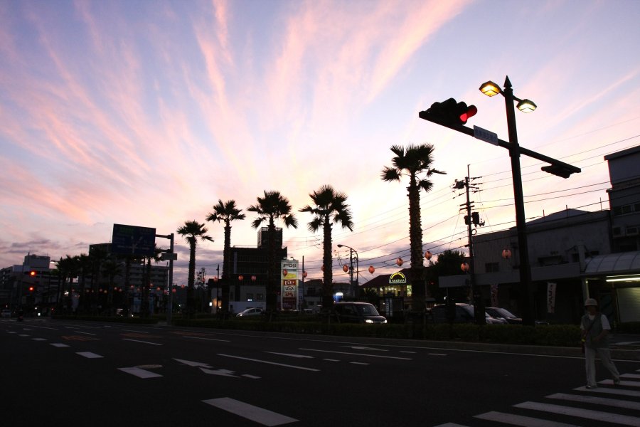 夕暮れ時には、夕焼けに赤く染まった空に向かって、まっすぐ伸びたワシントンヤシの美しいシルエットが浮かび上がる。