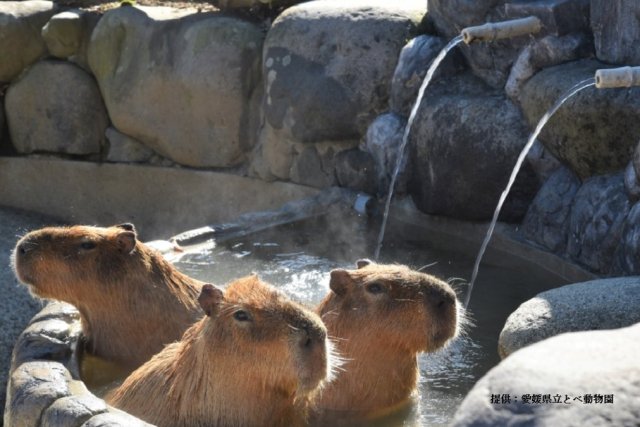 愛媛県立とべ動物園　カピバラの打たせ湯