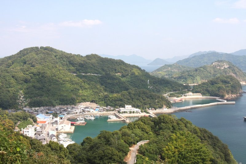 みかんの段々畑に囲まれたのどかな風景の中に密集している、岡村島の港と集落が見下ろせる。