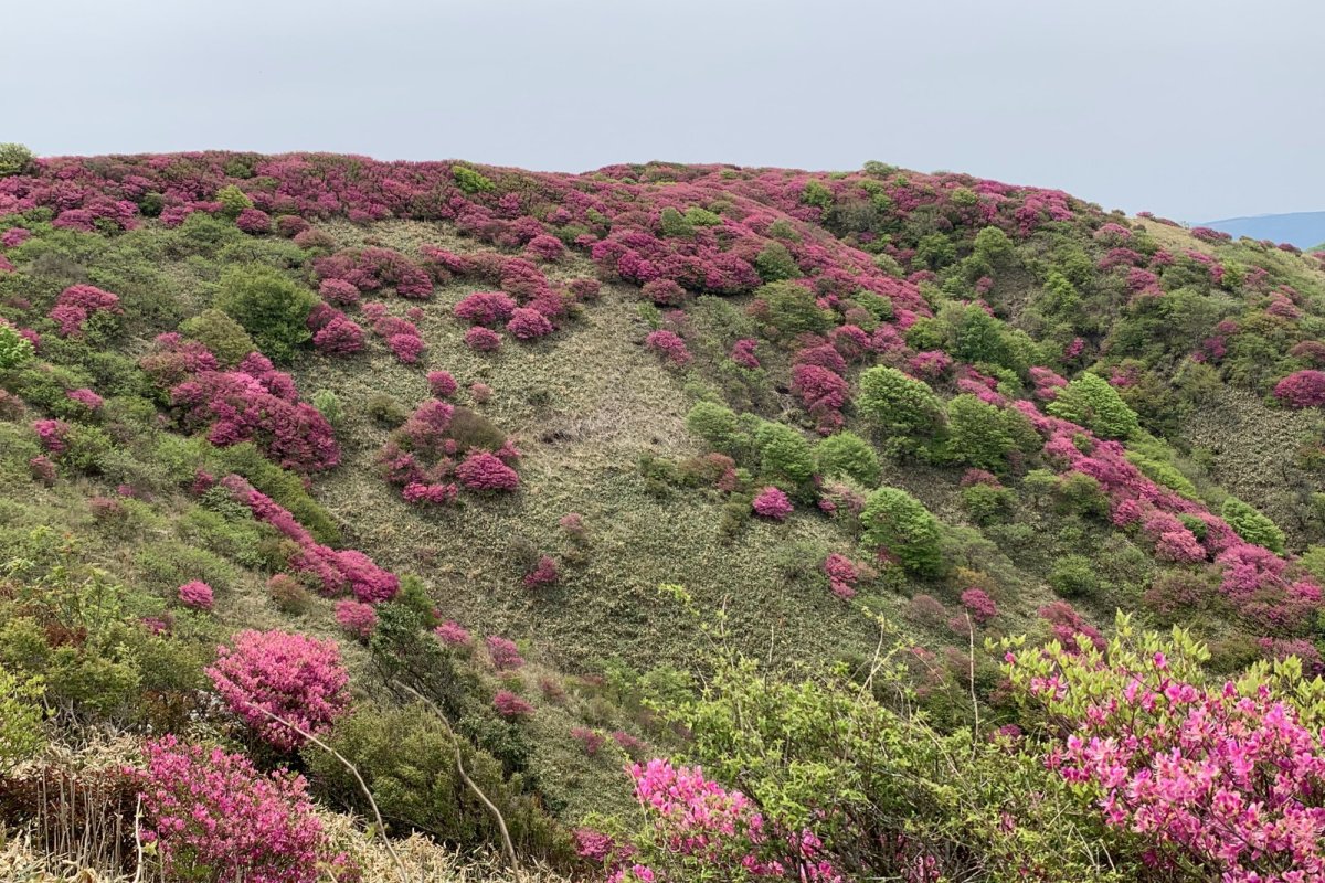 愛媛県久万高原町の「大川嶺」では5月中旬～下旬にかけて「ツルギミツバツツジ」で山肌が真っ赤に染まります