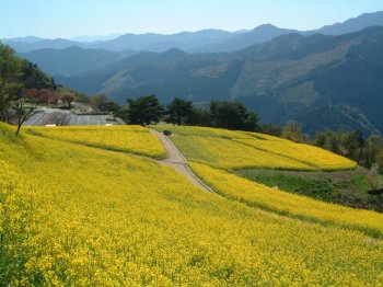 翠波高原／菜の花