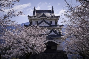 宇和島城（桜）7