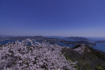 積善山（桜）K3