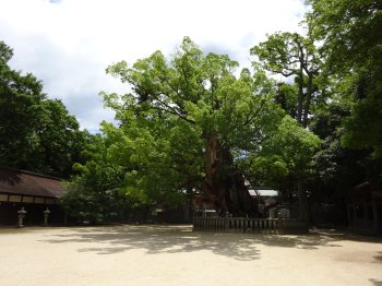 大山祇神社　小千命御手植の楠（天然記念物）1